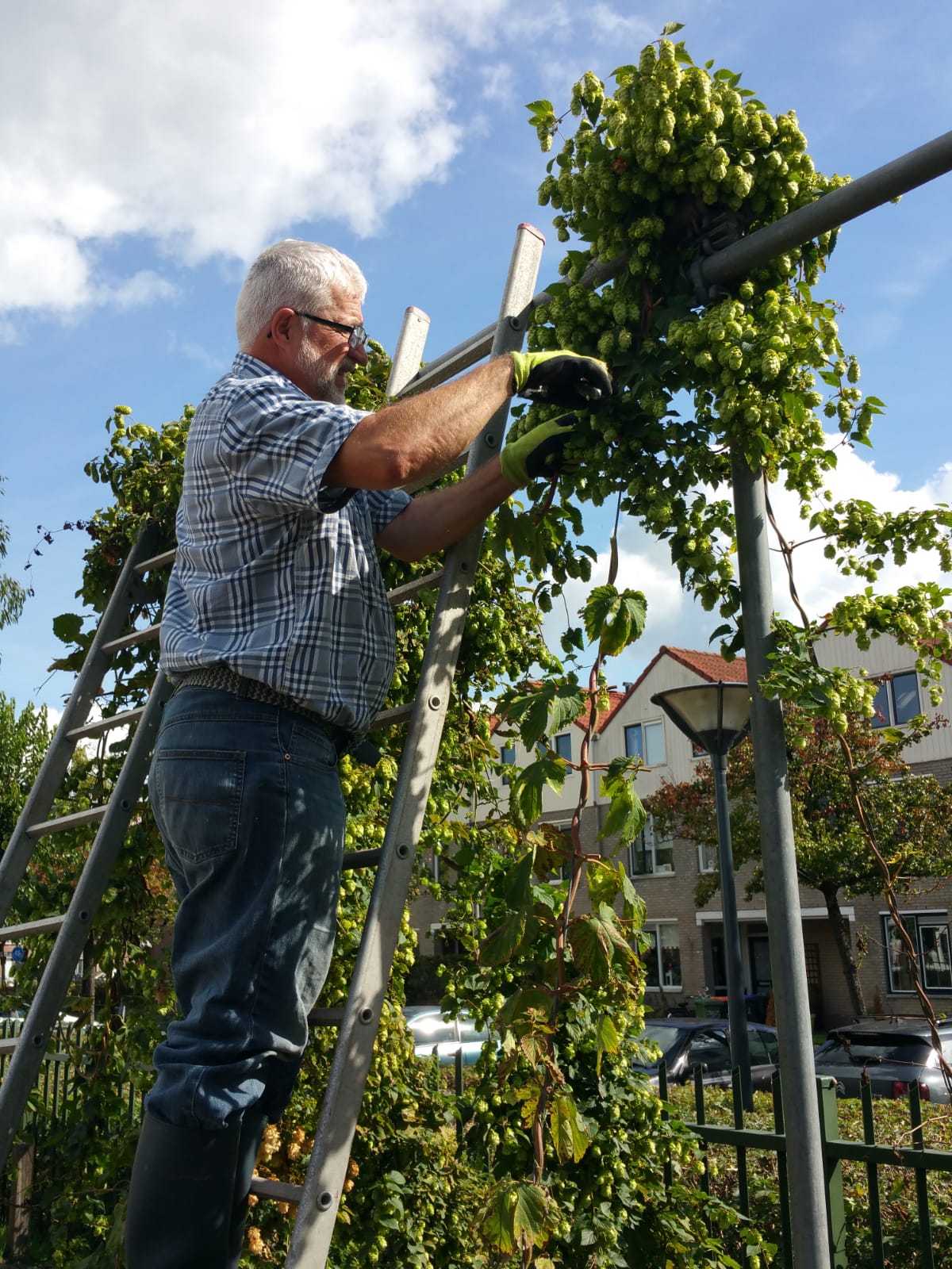 inspectie van de hop